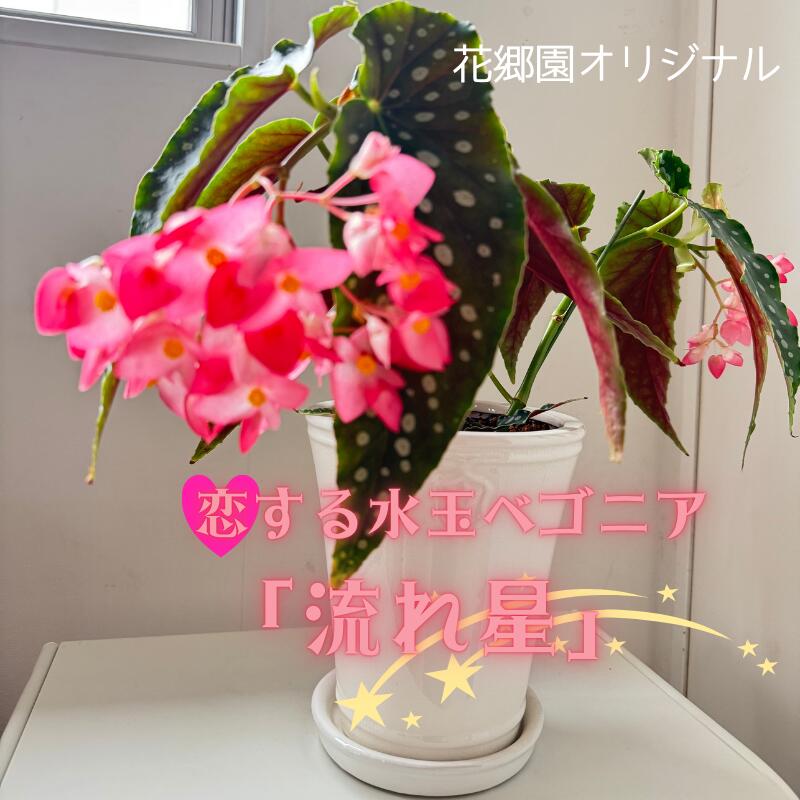 【ふるさと納税】花郷園目あたらしい 恋する水玉ベゴニヤ「夜這い星」【花・ベゴニヤ・お花・インテリアプランツ・フラワー・屋内・室外・差し上げ物・鉢植え・園芸・未経験者】