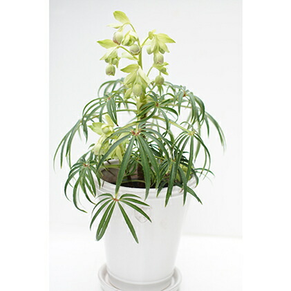 楽天市場 ふるさと納税 クリスマスローズのパイオニア花郷園 原種 フェチダス 1株 オリジナルクリスマスローズ専用陶器鉢入り 植物 クリスマスローズ お花 お届け 年12月 4月下旬 東京都府中市