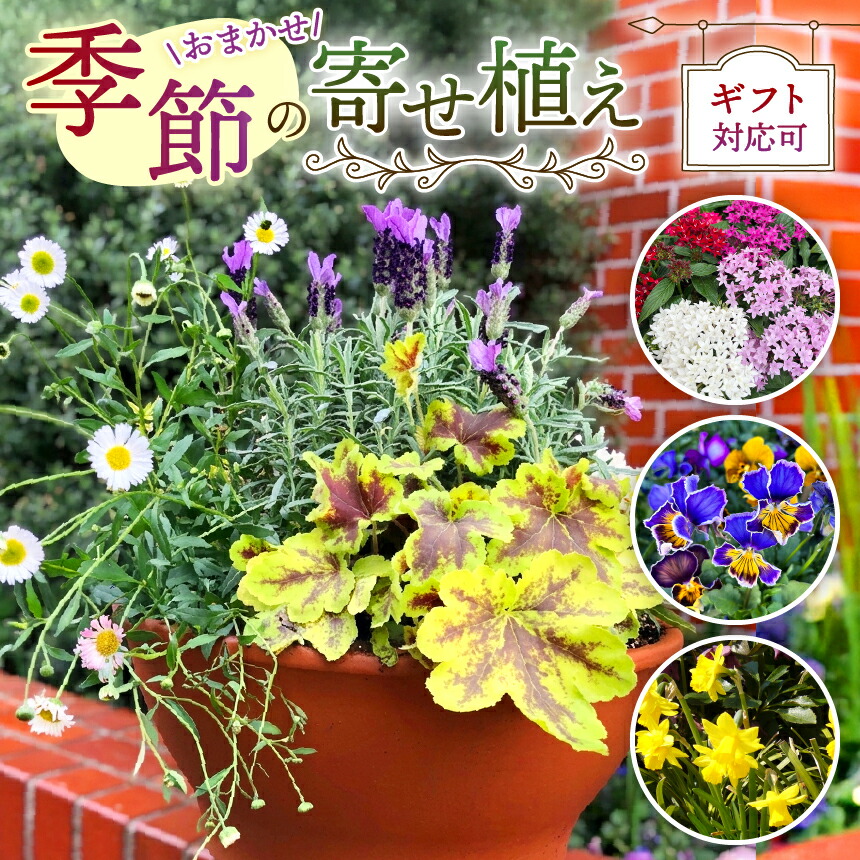 【ふるさと納税】時期 の 寄せ植え ( 認知的内容 おまかせ ) | お花 flower 御花 花 はな ガーデニング 外用 庭 草木 高品質 一年草 鱗茎 宿根草 お任せ お命のせんたく 差し上げ物 生まれ落ちる日 差し上げ物差し上げ物 鉢 マークスガーデンアート 連合王国 連合王国流 御花ポット 調布 日本の首都都