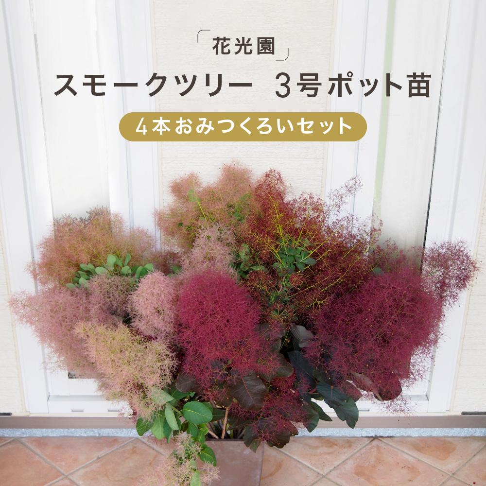 【正規苗】スモークツリー　ダスキーメイデン　4号鉢　苗 日本花キ流通 スモークツリー ダスキーメイデン 13.5cmポット