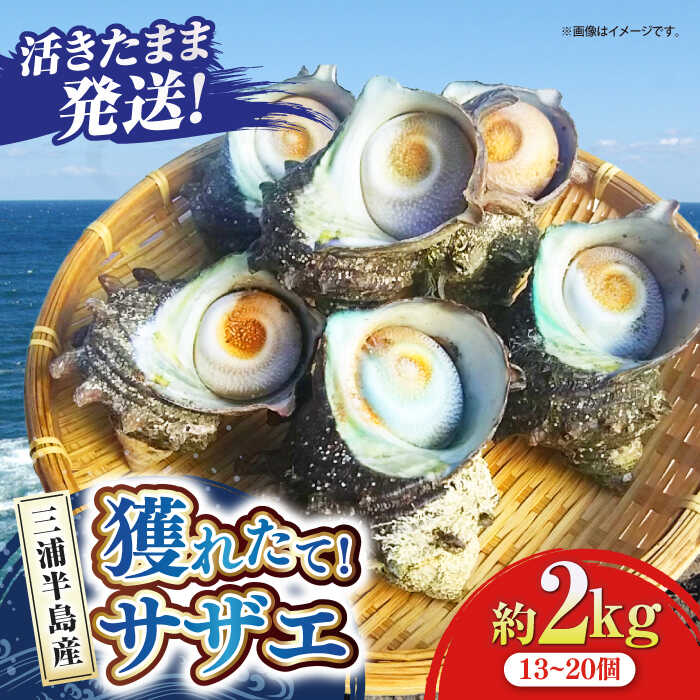 【ふるさと納税】三浦半島 サザエ 中サイズ 約2kg 13～20個 さざえ バーベキュー BBQ 貝 直送 つぼ焼き 新鮮 直送 獲れたて 貝 魚貝類 魚介類 魚介 海鮮 新鮮 海の幸 貝 三浦半島 名産品 特産品【長井水産株式会社】[AKAJ005]