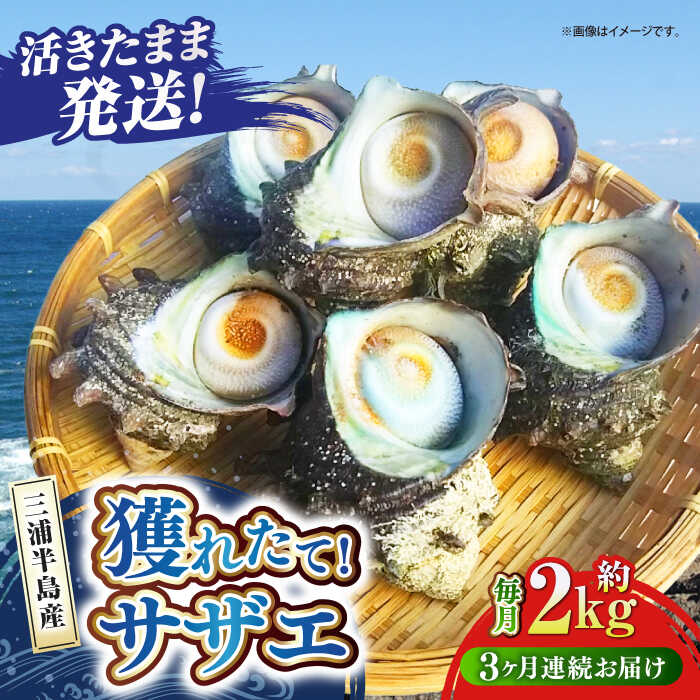 【ふるさと納税】【全3回定期便】サザエ 2kg 13～20個 三浦半島 三浦半島 さざえ バーベキュー BBQ 直送 つぼ焼き 新鮮 直送 獲れたて 貝 魚貝類 魚介類 魚介 海鮮 海の幸 貝 三浦半島 名産品 特産品 定期【長井水産株式会社】[AKAJ012]
