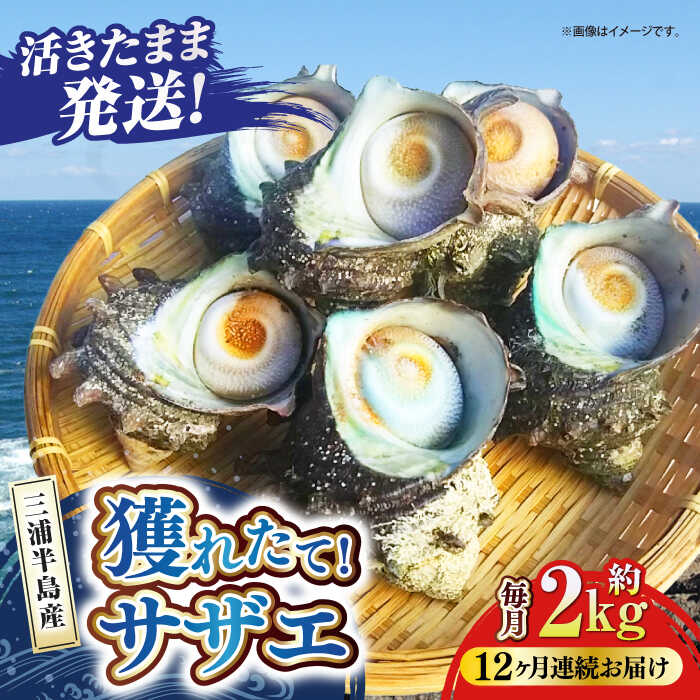 楽天市場】【ふるさと納税】【全6回定期便】サザエ 1kg 6〜10個 三浦