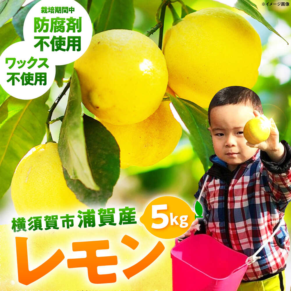 【ふるさと納税】【先行予約】【数量限定20セット】浦賀産 黄色レモン 5kg レモン れもん 檸檬 防腐剤不使用 ノーワックス 皮 国産 もぎたて まるごと 【ファーマシーガーデン浦賀】[AKBG002]