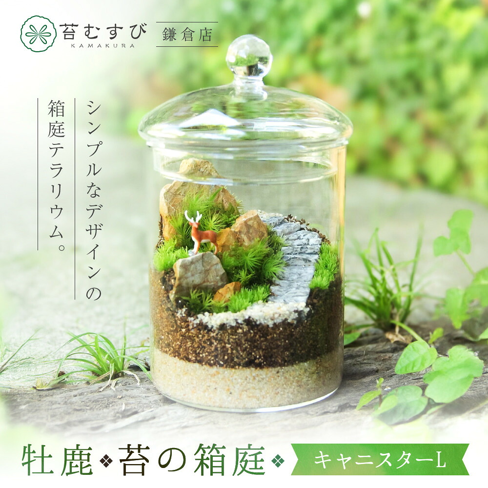 【ふるさと納税】《苔テラリウム・コケリウム》鹿_苔の箱庭 キャニスターL | 草木 工業プラント 一般受け おすすめ 貨物輸送無料