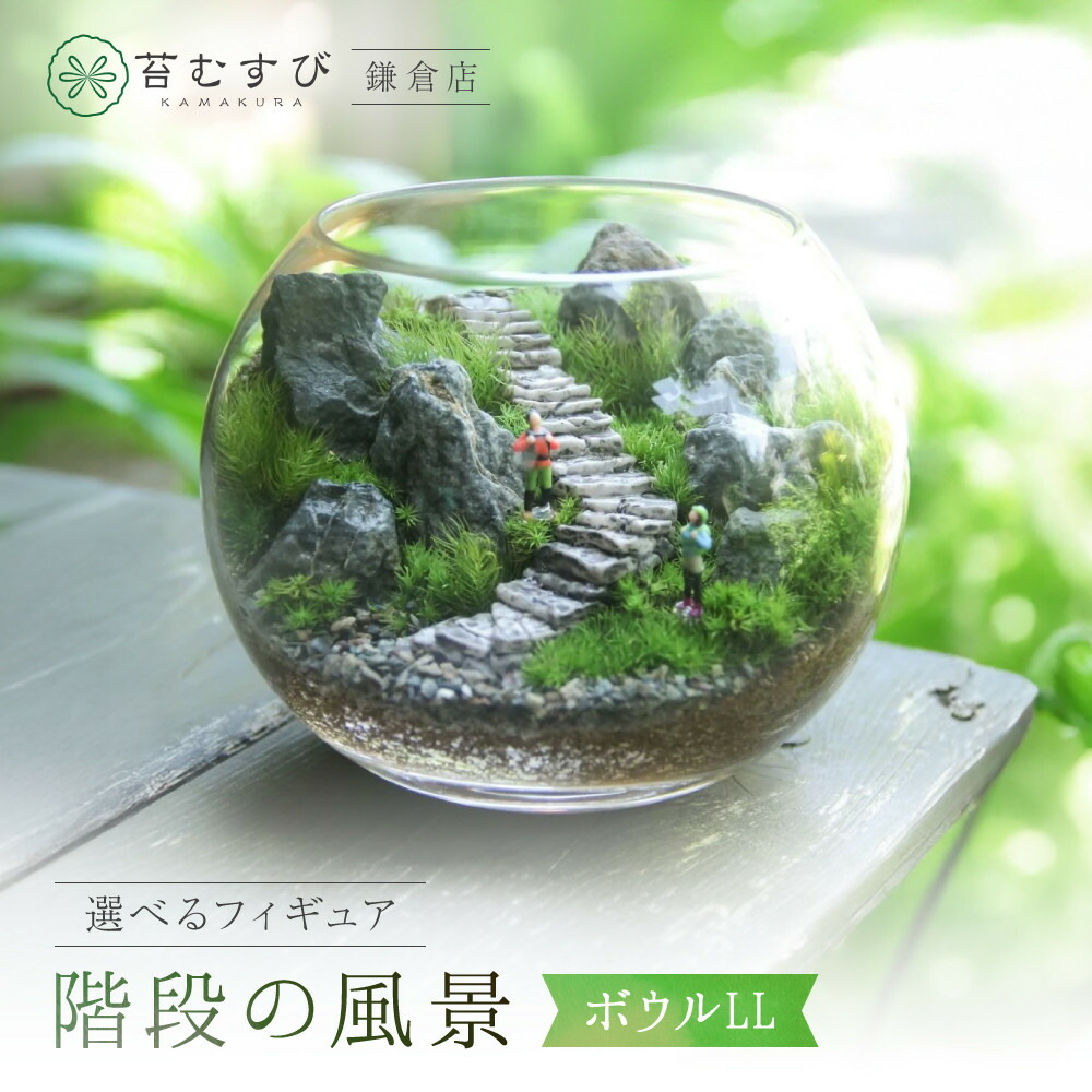 【ふるさと納税】《苔テラリウム・コケリウム》上がり段の見晴らし どんぶり鉢LL | 鎌倉市 苔むすび練り合わせる会社組織 苔 室内装飾緑であること 気取らない派 室内草木 癒やし 緑であること生存期間 お取り寄せ  ふるさと納税 一般受け おすすめ 貨物輸送無料