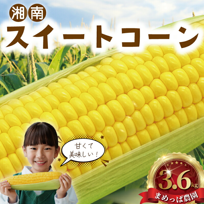 【ふるさと納税】 スイートコーン とうもろこし 3,6kg 先行予約 【2025年6月発送】 コーン 湘南産 トウモロコシ 湘南スイートコーン 採れたて とれたて 新鮮 ジューシー 甘い とうきび 国産 旬 野菜 やさい 冷蔵 食品 期間限定 まめっぱ農園 神奈川 湘南 藤沢