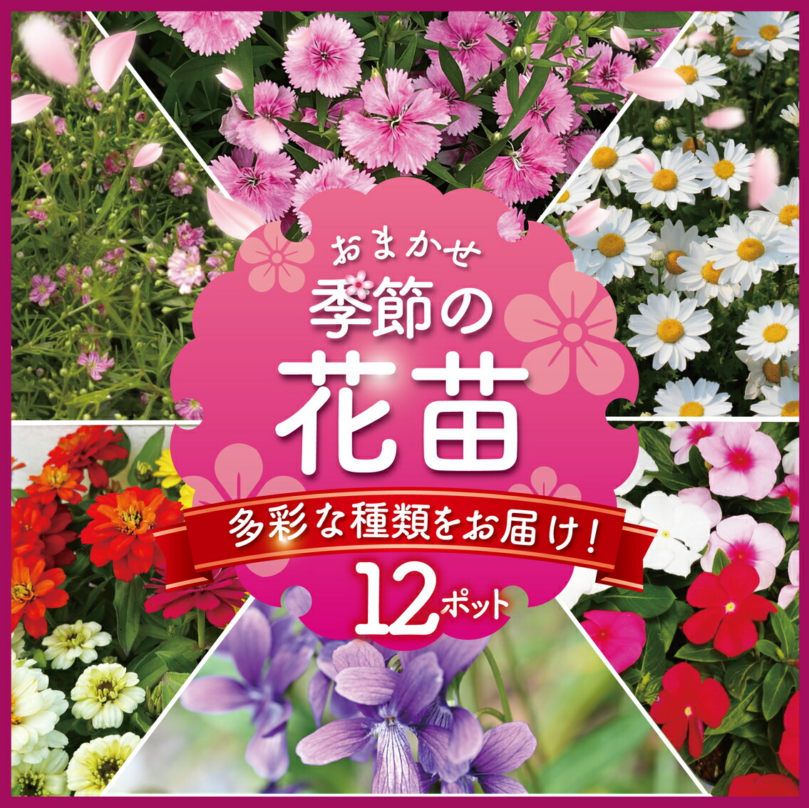 【ふるさと納税】 季節 の 花苗 おまかせ 12 ポット 花 生産農場 直送 寄せ植え ガーデニング 緑 はな hana ダールベルグデージー カスミソウ かすみ草 なでしこ ナデシコ すみれ スミレ ガザニア ストック 葉ボタンプラチナケール 苗 植物 渡辺花園 神奈川 湘南 藤沢