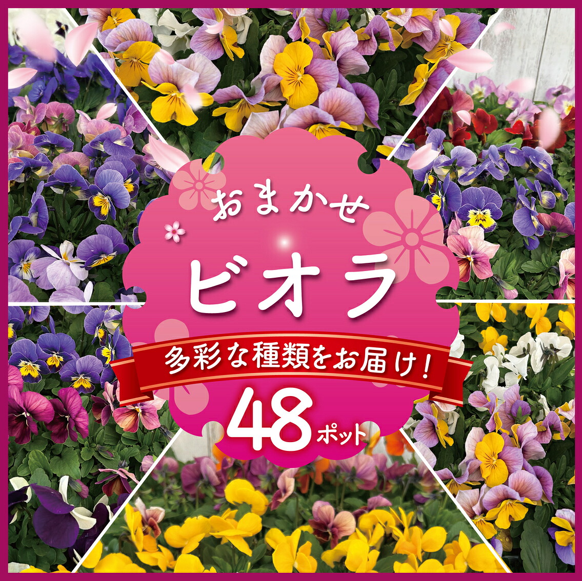 【ふるさと納税】 ヴィオラ おまかせ 48ポット 書き割り 花 生み出すこと栽培所 直送 寄せ植え ガーデニング 観葉草木 緑 はな hana 苗 びおら ハナ biora 緑であること ぐりーん 生け花 しょくぶつ 照明ランプ花 プランター 回廊 庭 陽気 庭づくり 花苗  草木 渡辺花やしき 神奈川 湘南 藤沢