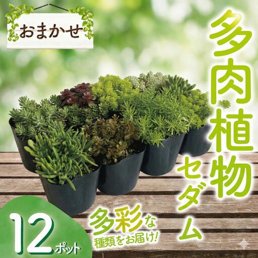 【ふるさと納税】 多肉植物 おまかせ 12ポット 書き割り 多肉 草木 セ防波堤 たにくしょくぶつ ショクブツ タニク 多類概念 緑であること 室内装飾 気取らない DIY アクレ 引っ敷き 緑であること 白花タイトゴメ ステファニーゴールド ツルマンネングサ 観葉草木 渡辺花やしき 神奈川 湘南 藤沢