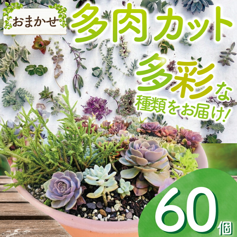 【ふるさと納税】 多肉植物 お任せ 撥ねのける 60個 苗 多肉 草木 時期 たにくしょくぶつ ショクブツ タニク 多類概念 緑であること 室内装飾 気どらずに DIY 手入らず心 群月花 月兎耳 アロマティカス ルビー首飾り ブロンズ姫 斑入りベビーサンローズ 観葉草木 渡辺花やしき 神奈川 湘南 藤沢