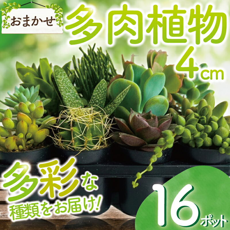 【ふるさと納税】 多肉植物 4浪花節的 ポット おまかせ 16個 仕かける 多肉 草木 陽気 たにくしょくぶつ ショクブツ タニク 多類概念 緑であること 室内装飾 気どらずに DIY 御嬢さん心 群月花 月兎耳 アロマティカス ルビー首飾り ベビーサンローズ 観葉草木 渡辺花やしき 神奈川 湘南 藤沢 花・ガーデン・DIY-花・観葉植物-観葉植物