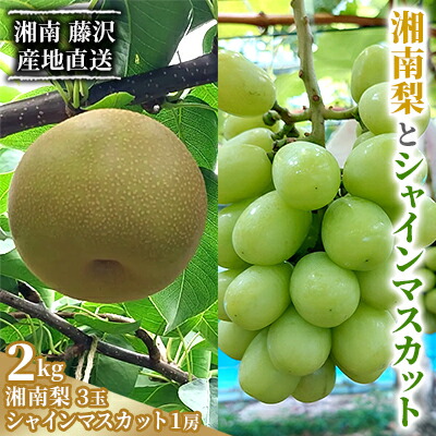 【ふるさと納税】 シャインマスカット 梨 2kg セット 詰め合わせ なし ぶどう フルーツ 果物 豊水 あきづき ブドウ マスカット 湘南梨 旬 粒 糖度 ジュース ボンボン 緑 年 日 ふるさと お取り寄せ 贈り物 ギフト 神山果樹園 神奈川 湘南 藤沢