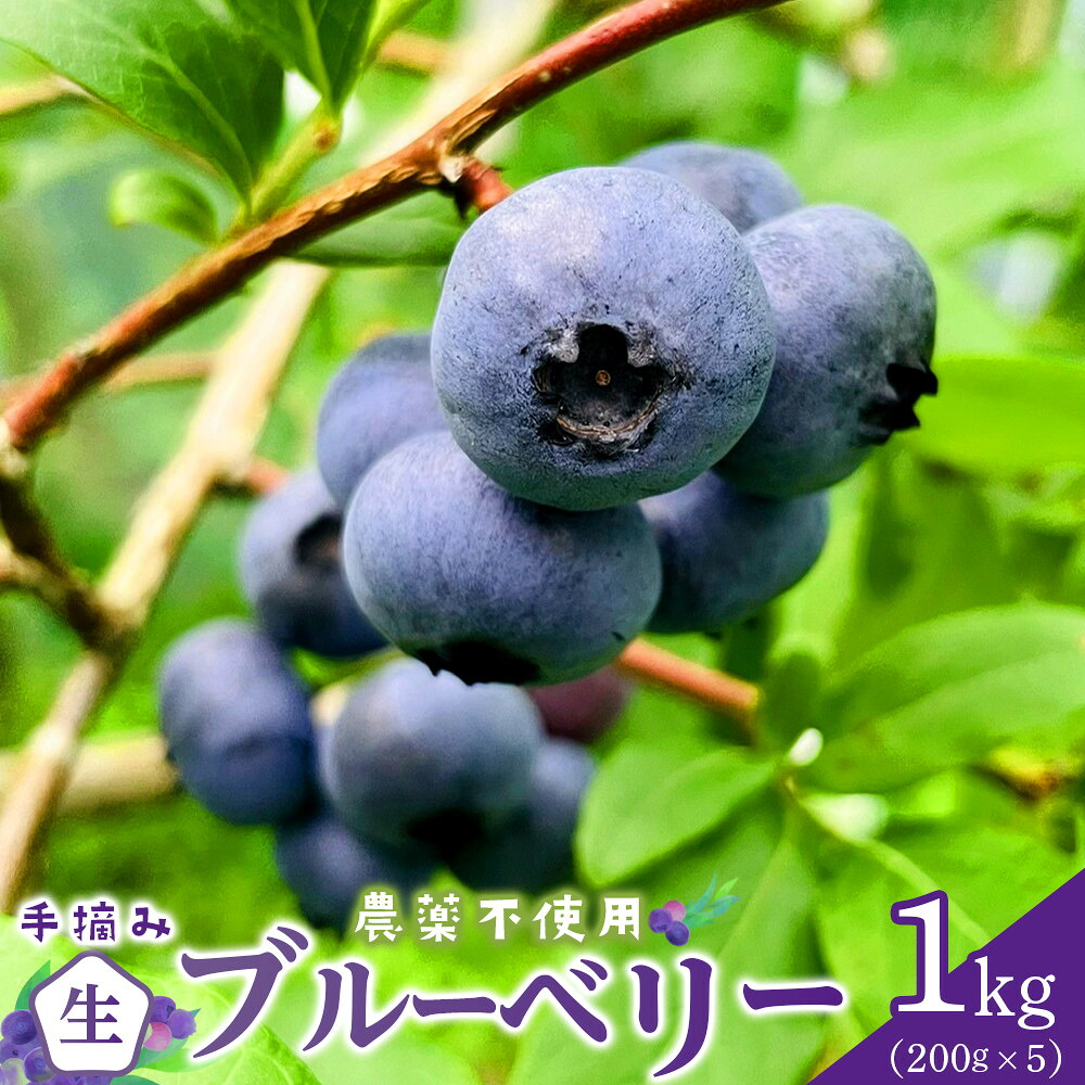 【ふるさと納税】【農薬不使用】 手摘み生ブルーベリー 1kg | フルーツ 果物 くだもの 食品 人気 おすすめ 送料無料