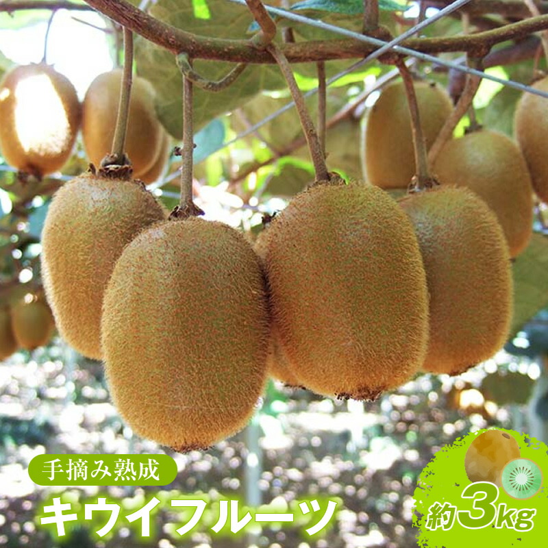 【ふるさと納税】手摘み熟成キウイフルーツ〈出荷時期:2024年11月1日出荷開始～2025年6月10日出荷終了〉【手摘み熟成キウイフルーツ 丁寧に収穫 小田原のキウイフルーツ 熟成キウイフルーツ 神奈川県 小田原市 】