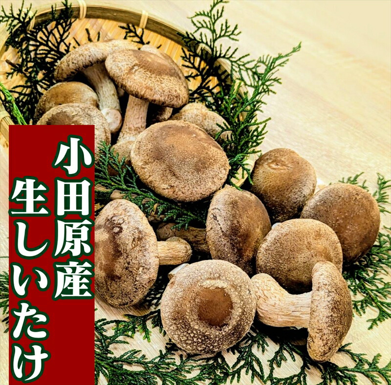 【ふるさと納税】小田原産高級しいたけ「海の香・山の香」 香り高く肉厚でみずみずしい　　500g お届け 【 野菜 きのこ キノコ 茸 シイタケ しいたけ 贈答用 ご家庭でおすそ分け 神奈川県 小田原市 】