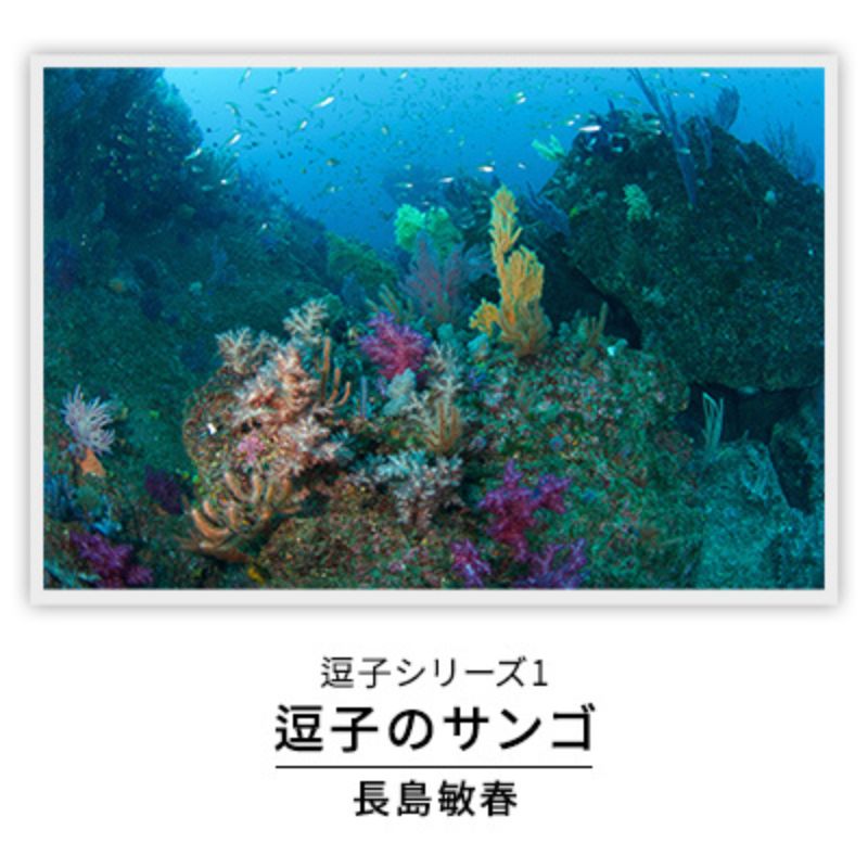 【ふるさと納税】写真家長島敏春　オリジナルプリント「逗子シリーズ1　逗子のサンゴ」フレーム付き　写真・オリジナルプリント・逗子シリーズ1・サンゴ・フレーム付き・長島敏春・石井仁志・逗子・サイン