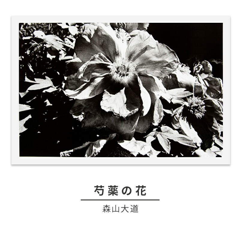 森山知己、【醍醐桜】、希少な額装用画集より、美品、新品額装付 Yahoo!オークション - 森山知己 【醍醐桜】 希少な額装用画集