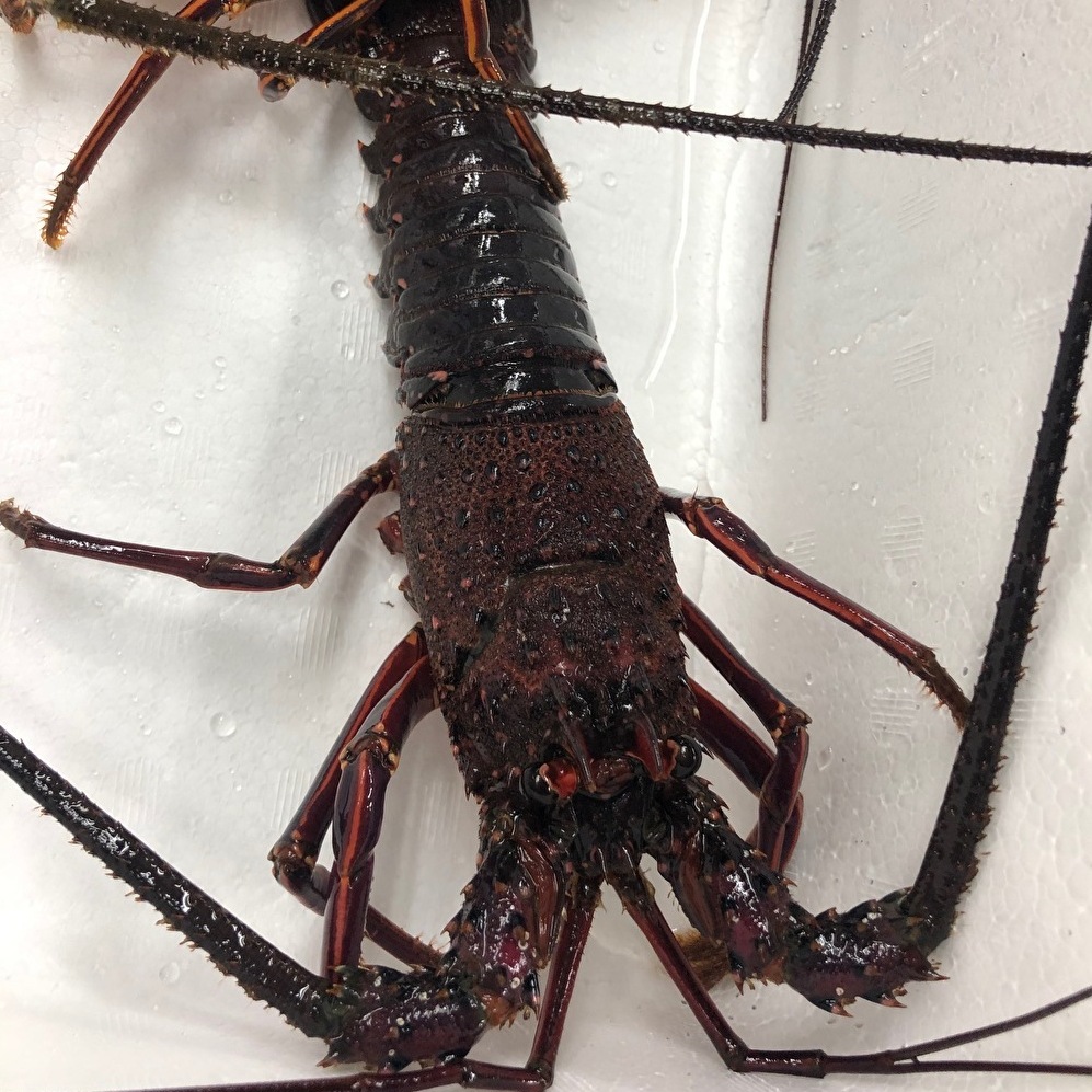 【ふるさと納税】 新鮮！天然活伊勢海老！（2匹）