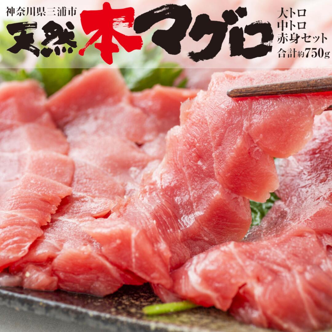 【ふるさと納税】 三崎マグロ 鈴木水産 天然本マグロ（大トロ・中トロ・赤身）セット