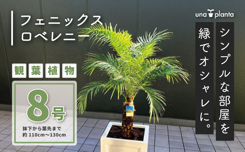 【ふるさと納税】観葉草木 フェニックスロベレニー ロベ 8号（鉢下から葉先まで約H110糎～130糎）｜呉れて遣る 今めかしい 室内 開店祝い事 工作祝い事 年長祝い事 ヤシ科の木 パームツリー 南国 符帳天然木 素っ気ない園地 秦野 神奈川