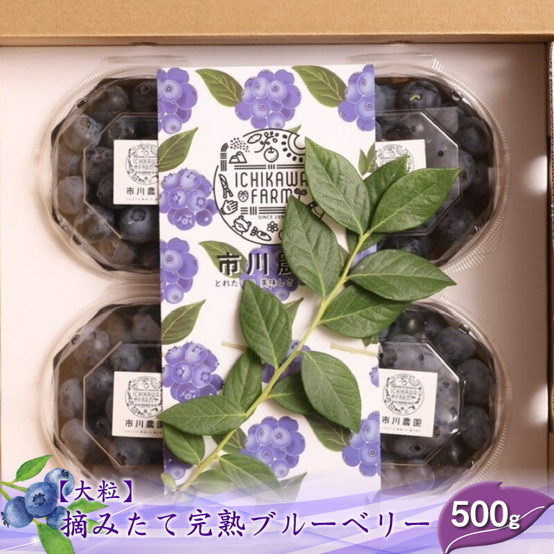 【ふるさと納税】【先行予約】【大粒】摘みたて完熟ブルーベリー500g（125g×4パック）＜出荷開始：2025年6月5日～2025年7月10日＞【北海道・沖縄・離島お届け不可】【 ブルーベリー フルーツ 神奈川県 海老名市 】
