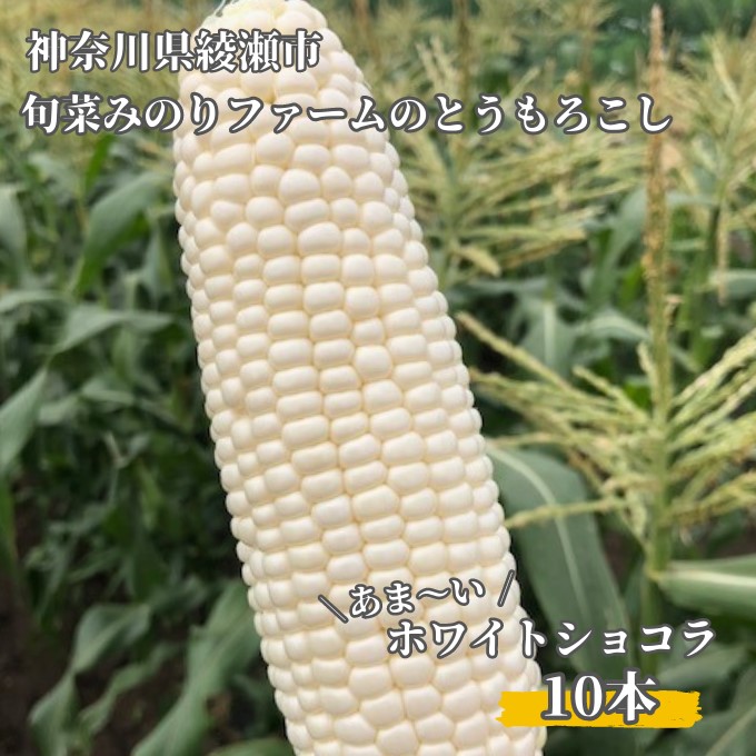 【ふるさと納税】とうもろこし 旬菜みのりファーム あま～い ホワイトショコラ 10本   野菜 高糖度 クリーミー ジューシー みずみずしい 国産 日本産 焼きもろこし 直送 産地直送 　お届け：2025年6月中旬～6月下旬まで