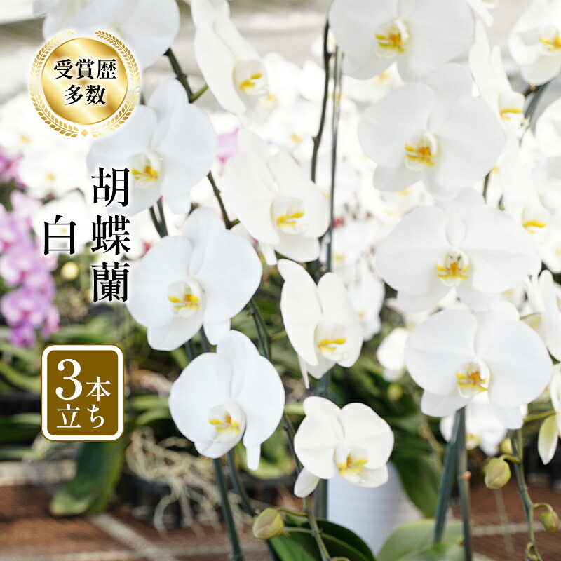 【ふるさと納税】アヤセ洋蘭 コチョウラン 白 3本立ち 胡蝶蘭 花 植物 観葉植物 全国洋蘭品評会農林水産大臣賞 |神奈川県綾瀬市