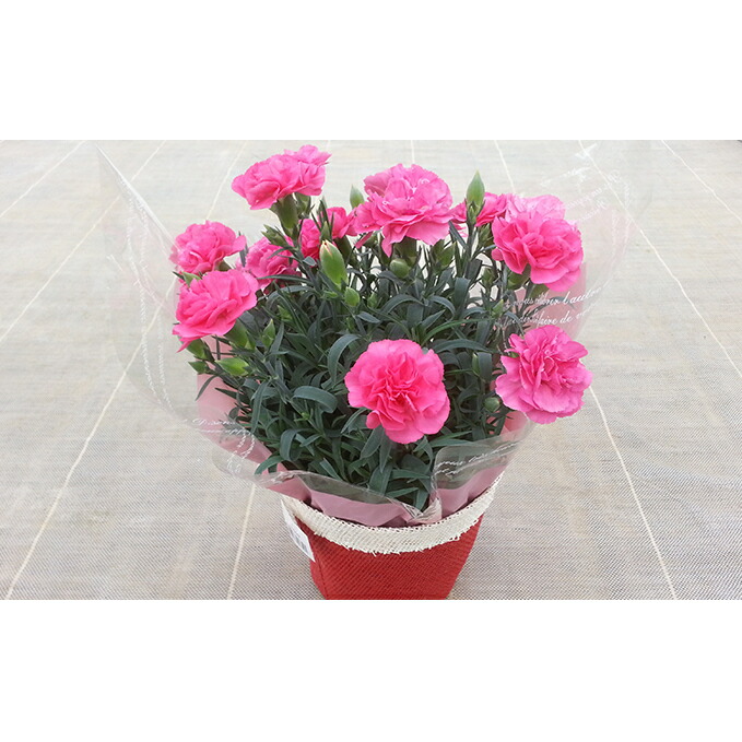 保証書付 ポットカーネーション ピンク系 5号鉢 植物 ポットカーネーション カーネーション お届け 21年5月7日 9日着のみ 指定不可 全品送料無料 Kabardaribukit Org