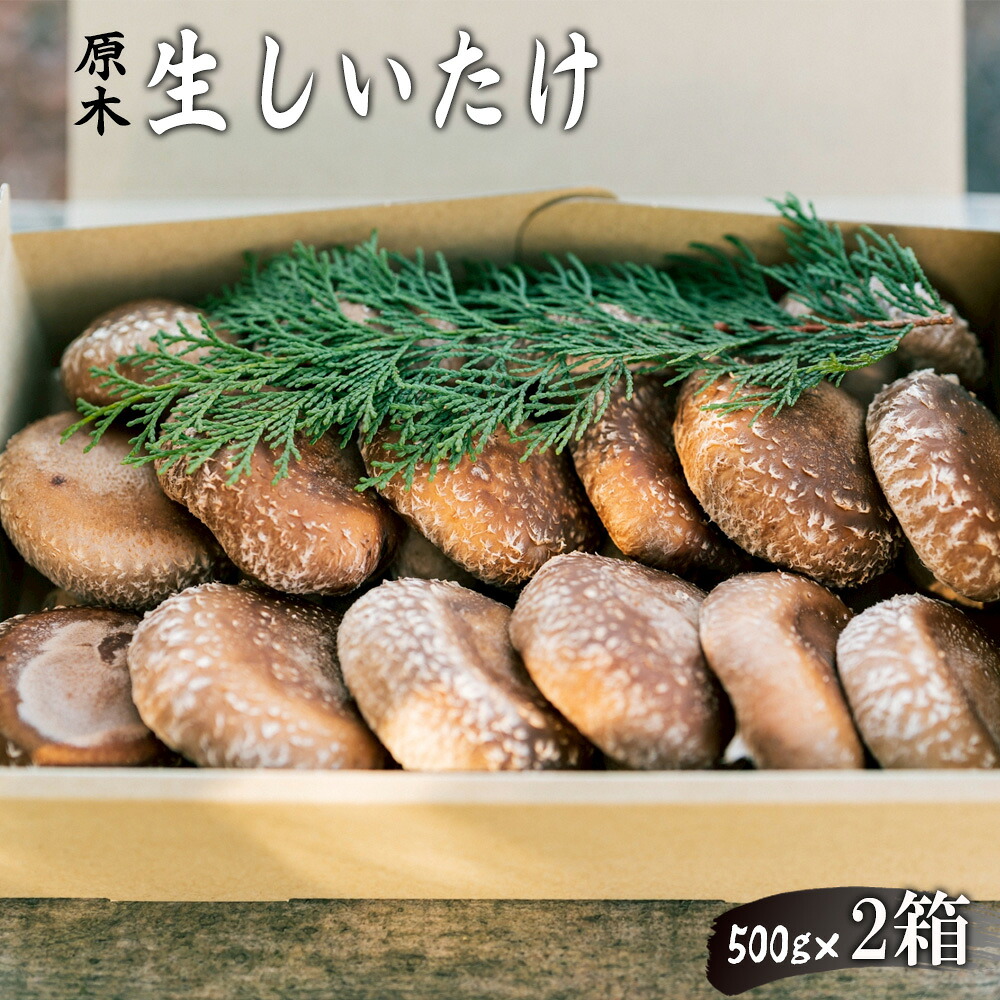 【ふるさと納税】 原木生しいたけ /シイタケ 椎茸 きのこ キノコ 茸 肉厚 歯ごたえ 香り 神奈川県 原木生しいたけ 生椎茸 焼き物 煮物 鍋 食材 野菜 産直 詰め合わせ お取り寄せ グリル 炒め物 家庭料理 和食 No.081|神奈川県二宮町