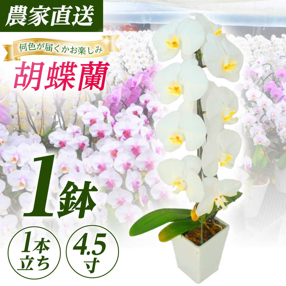 【ふるさと納税】【1本立ち4.5寸】生産農家直送！胡蝶蘭 1鉢【足柄金太郎洋蘭園】花 蘭 コチョウラン 産地直送 生花 鉢 鉢植え 洋蘭 お花 生花 [BDAB004]｜神奈川県開成町