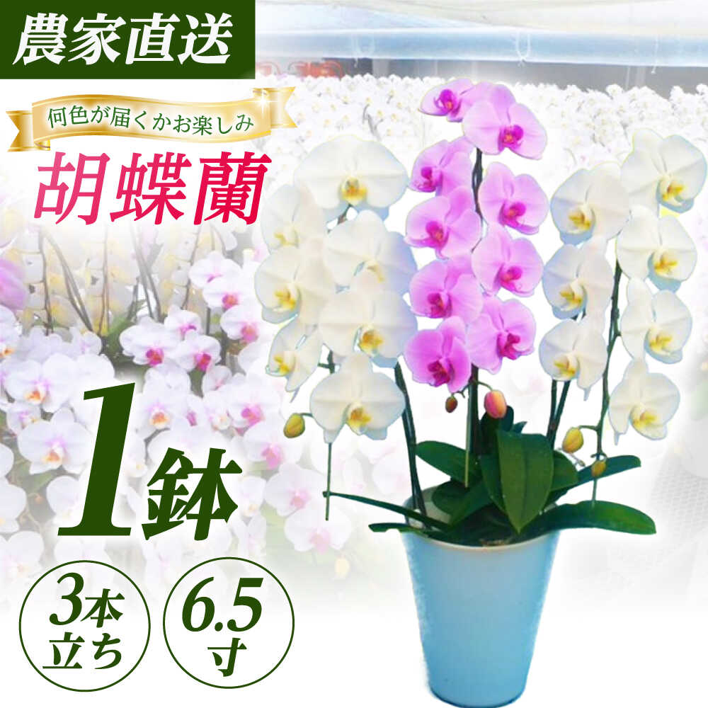 【ストレス性花粉時期に必見】難しいなお肌を守る！高性能ティッシュ特集
