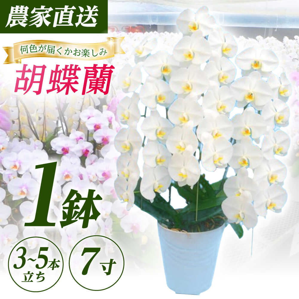 【ふるさと納税】【3～5本立ち7寸】生産農家直送！胡蝶蘭 1鉢【足柄金太郎洋蘭園】開成町 洋蘭 蘭 お花 生花 鉢花 鉢[BDAB009]｜神奈川県開成町