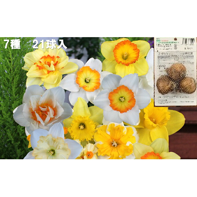 スイセン球根セット 21球入 お届け 季節のおすすめ商品