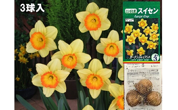 スイセン球根セット 21球入 お届け