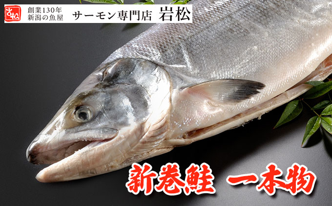 ふるさと納税 新巻サーモン 1尻尾 銀鱗貝 年魚 鮭 Gogling Id