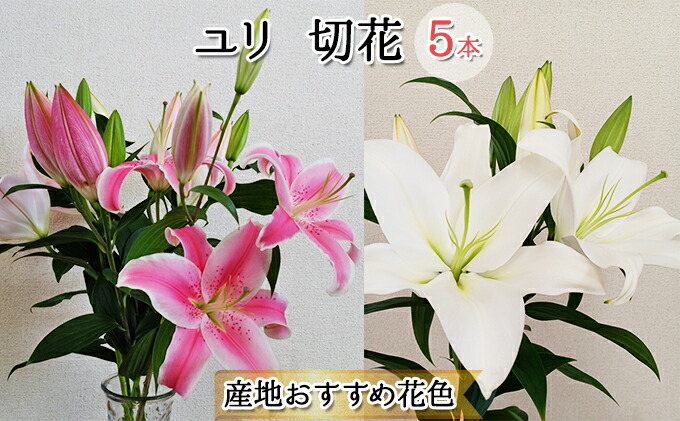 最大91 オフ フラワーファーム しろねのユリ 切花5本 産地おすすめ花色 10月発送 お届け Fucoa Cl