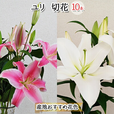 【ふるさと納税】フラワーファーム しろねのユリ 切花10本(産地おすすめ花色)10月発送 植物 切り花 ゆり 白い花 ピンクの花 花束 お届け:2026年10月上旬~10月下旬|新潟県新潟市