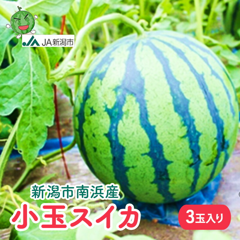 【ふるさと納税】新潟市南浜産　小玉スイカ　3玉入 果物類 夏フルーツ 　お届け：2025年8月上旬～下旬