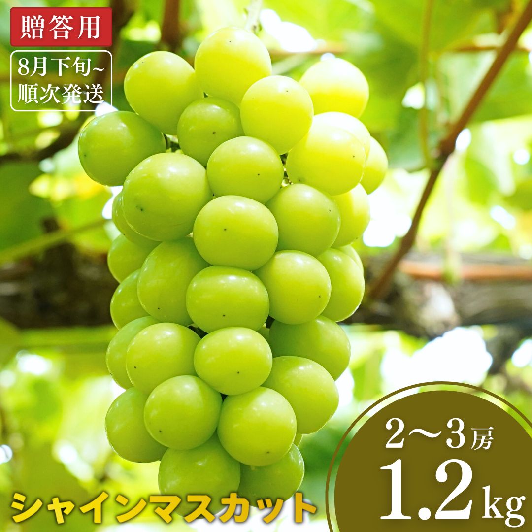 【ふるさと納税】先行予約 シャインマスカット 約1.2kg [8月下旬から発送予定] 令和7年度 新潟県 三条市産 ぶどう [小林農園]【013P027】