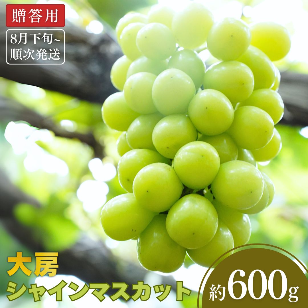 【ふるさと納税】先行予約 大房シャインマスカット 約600g（1房）[8月下旬から発送予定] 令和7年度 新潟県 三条市産 ぶどう [小林農園] 10000円以下 1万円以下【010P080】