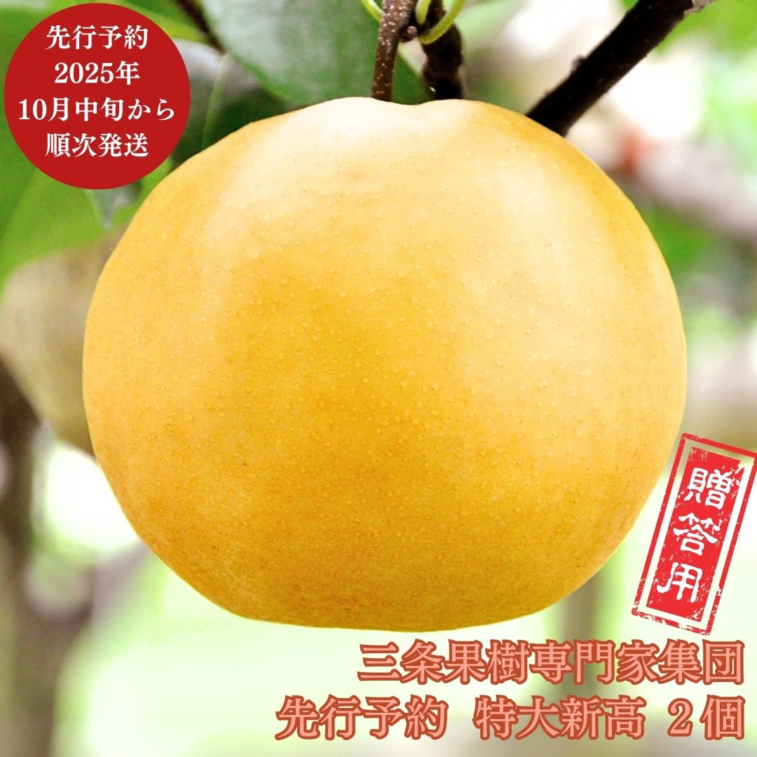 【ふるさと納税】先行予約 特大 新高梨 2個 [10月中旬から発送予定] 令和7年度 和梨 贈答用 新潟県産 梨 [三条果樹専門家集団] 【016P028】