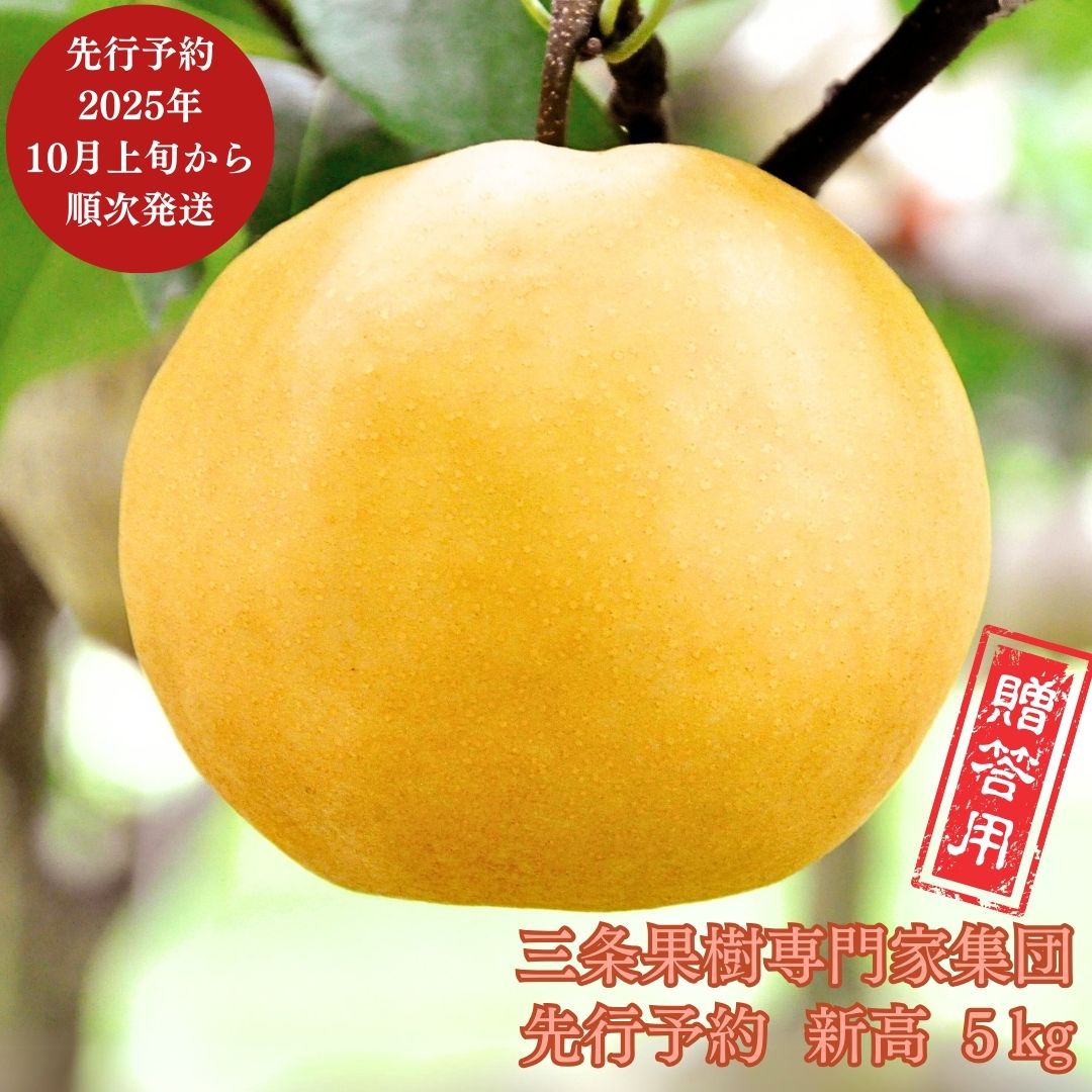 【ふるさと納税】先行予約 和梨 新高 約5kg [10月上旬から発送予定] 令和7年度 新高梨 贈答用 新潟県 三条市産 [三条果樹専門家集団]【016P022】