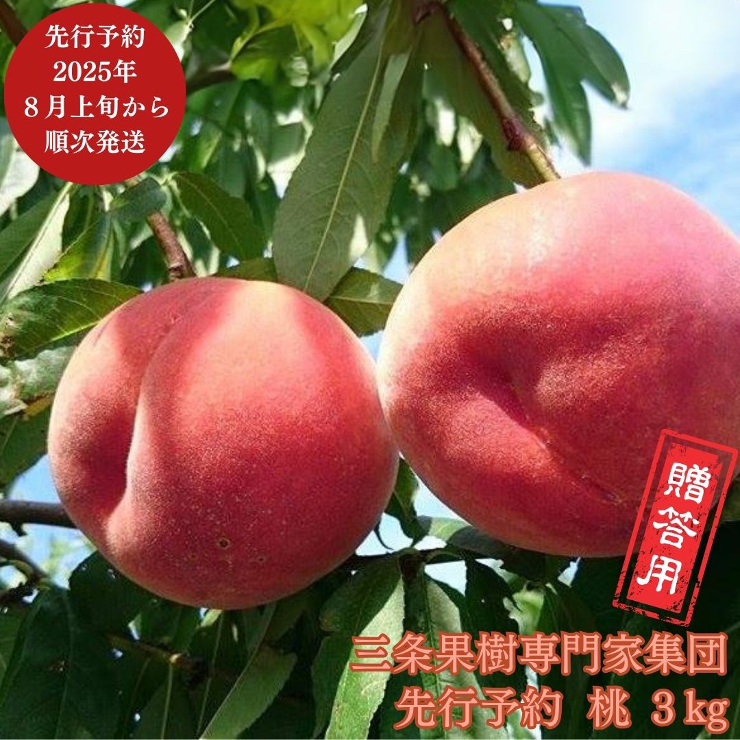 【ふるさと納税】先行予約 桃 約3kg [8月上旬から発送予定] 令和7年度 贈答用 新潟県 三条市産 もも [三条果樹専門家集団] 【017P014】