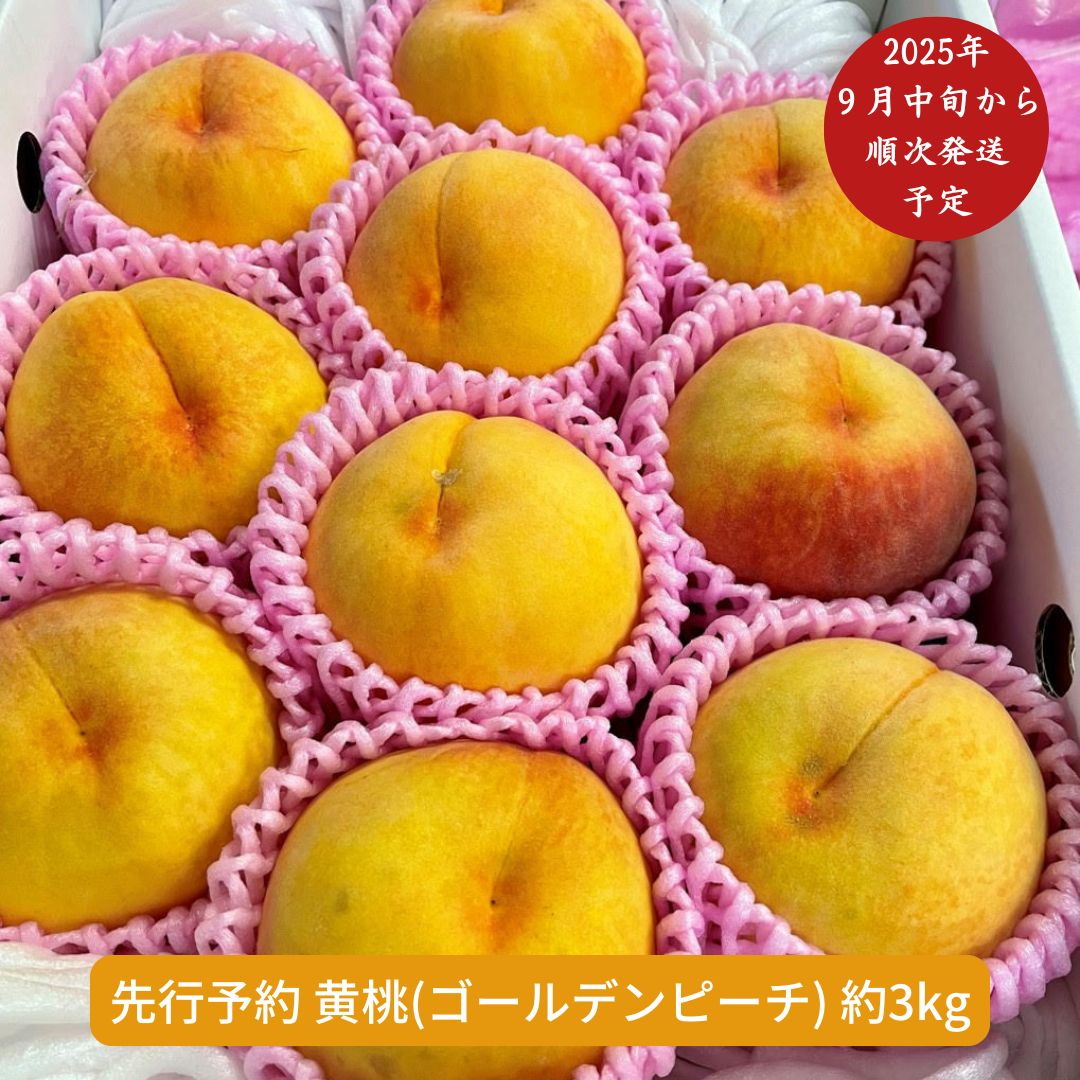 【ふるさと納税】 先行予約 黄桃 (ゴールデンピーチ) 3kg [9月中旬から発送予定] 令和7年度 新潟県産 黄桃 [さとうファーム]【014S010】