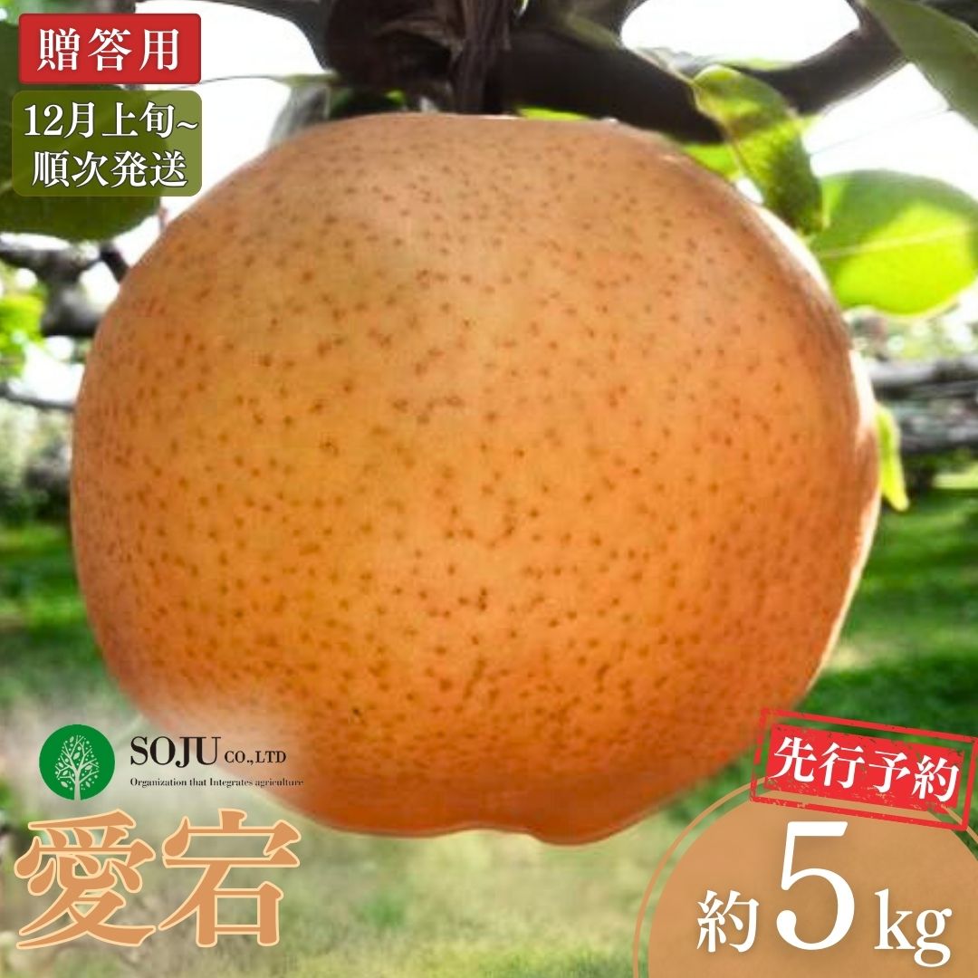【ふるさと納税】先行予約 和梨 愛宕 約5kg 贈答用 [12月上旬から発送予定] 令和7年度 新潟県三条市産 梨 愛宕梨  [三条果樹専門家集団] 【016P024】