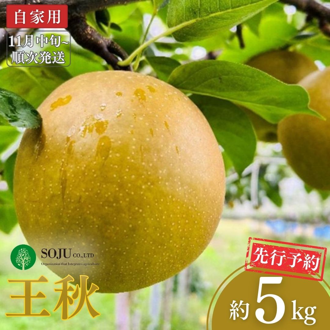 【ふるさと納税】先行予約 和梨 王秋 自家用 約5kg [11月中旬から発送予定] 令和7年度 新潟県 三条市産 [三条果樹専門家集団]  【010S261】