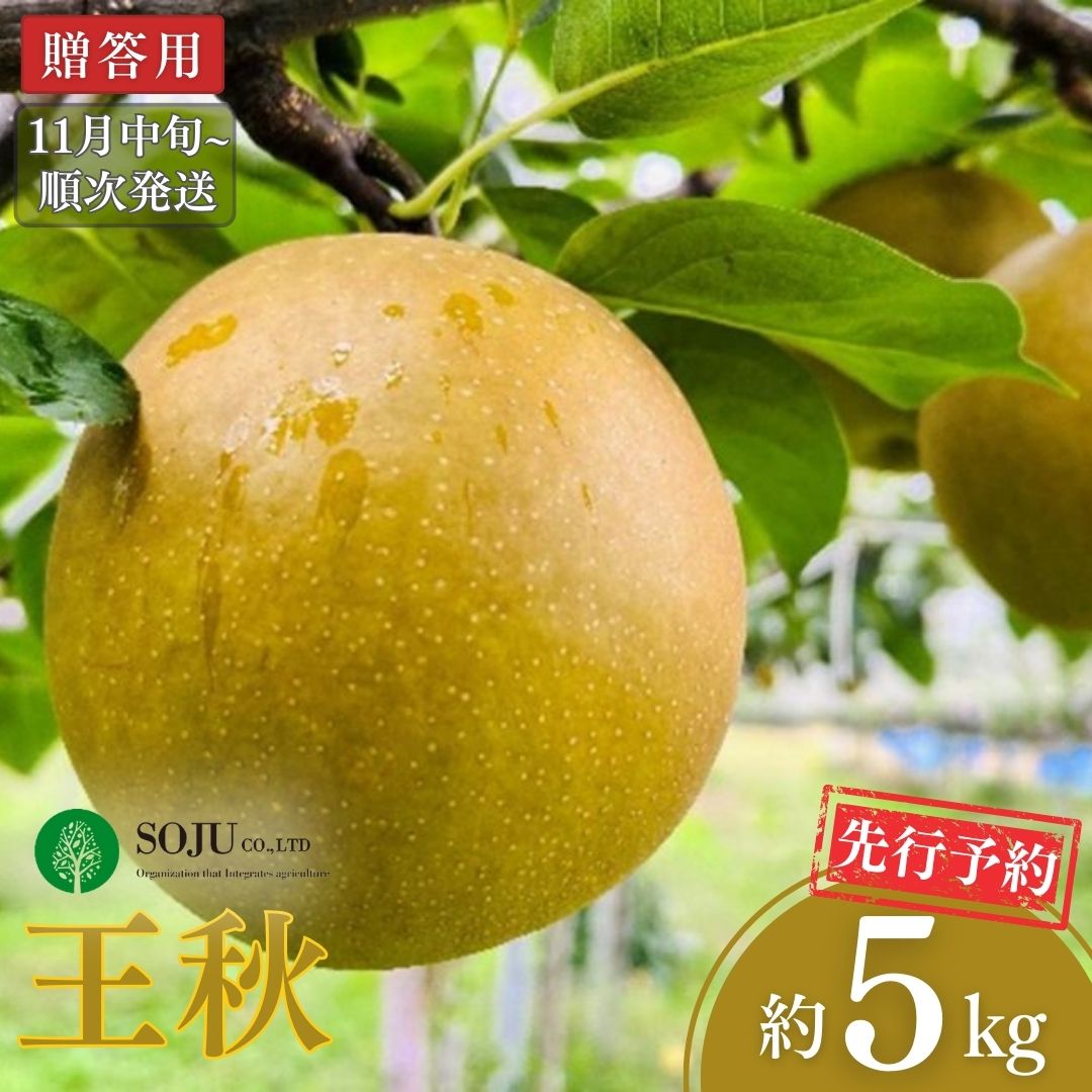 【ふるさと納税】先行予約 和梨 王秋 約5kg [11月中旬から発送予定] 令和7年度 贈答用 新潟県 三条市産 [三条果樹専門家集団]  【016S027】