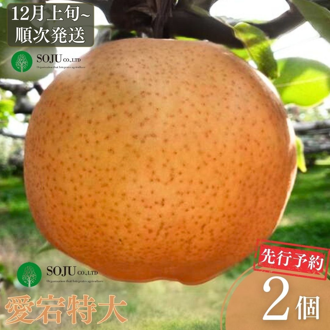 【ふるさと納税】先行予約 和梨 愛宕 特大2個 [12月上旬から発送予定] 令和7年度 新潟県三条市産 梨 愛宕梨   [三条果樹専門家集団] 【016P027】