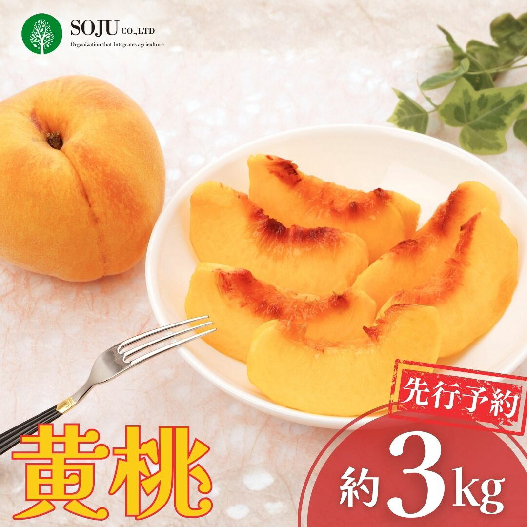 【ふるさと納税】先行予約 黄桃 約3kg 令和8年度 新潟県 三条市産 黄金桃 ゴールデンピーチ もも [三条果樹専門家集団] 【017S041】｜新潟県三条市